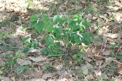 Decaschistia rufa